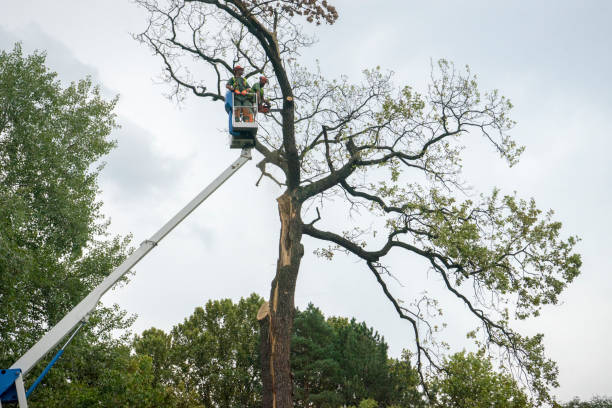 Best Tree Mulching  in Waynesboro, MS