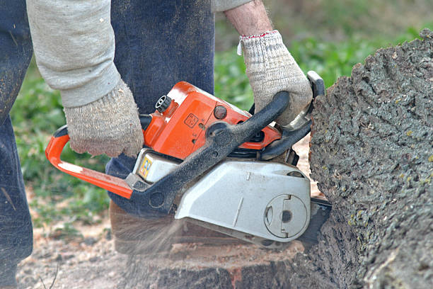 Best Emergency Tree Removal  in Waynesboro, MS